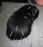 Cavia,Mrs.X, van achteren gezien. Heel goed zijn de acupunctuurnaalden nu te zien.Ze loopt een beetje na 1x acupunctuur.